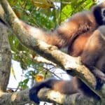 Hoollongapar Gibbon Wildlife Sanctuary Timings
