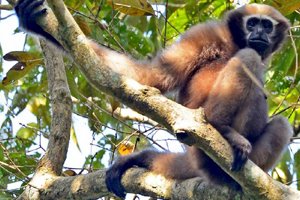 Hoollongapar Gibbon Wildlife Sanctuary | Flora & Fauna, Timings