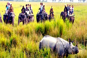 Kaziranga National Park | Timings, Safari Booking & Tour Packages