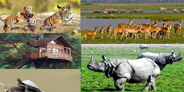 Kaziranga National Park | Timings, Safari Booking & Tour Packages