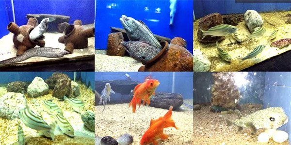 Entry fees of Matsya Darshini Aquarium