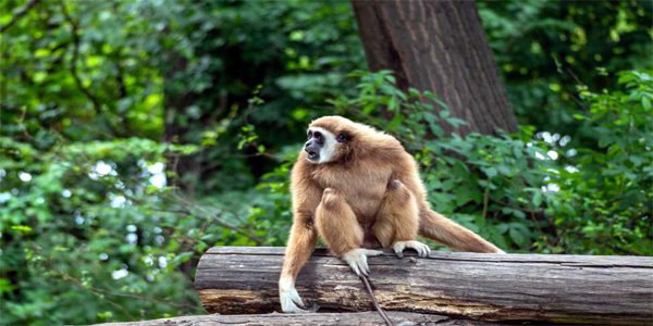 Hoollongpar Gibbon Sanctuary Timings