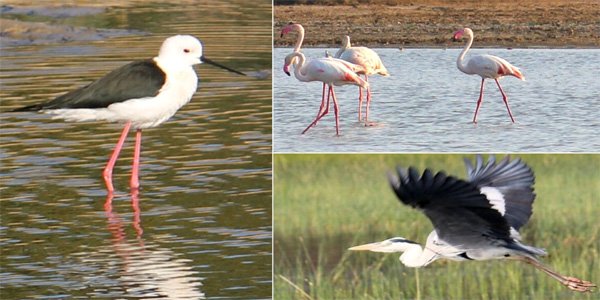 Beautiful Places in Arakonam Pulicat Lake and Bird Sanctuary